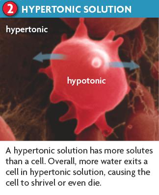 Hypertonic Concentration of water molecules inside the cell is higher than outside the cell. Solutes are higher outside the cell.