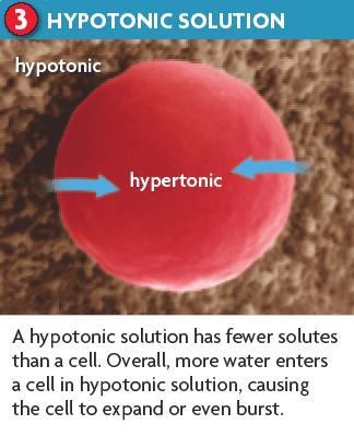 Hypotonic The concentration of water molecules is higher outside the cell than inside the cell. There are more solutes inside the cell, causing the water to flow into the cell.
