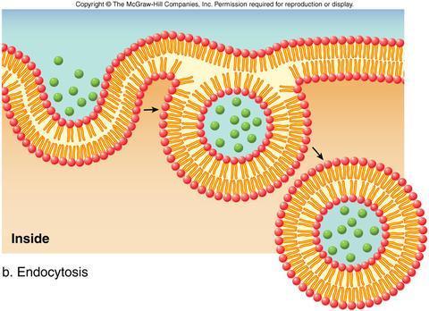 Endo=within Endocytosis Cytosis= cell Cell takes in large particles by engulfing them.
