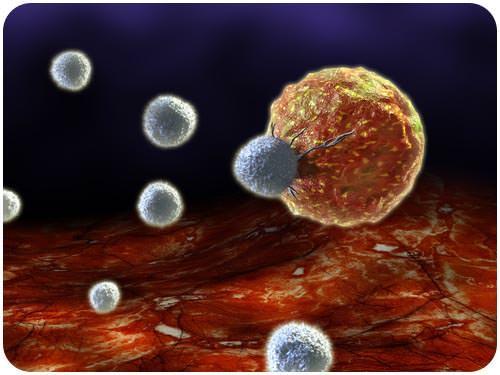 This image depicts a cancer cell being attacked by a cell of the immune system.