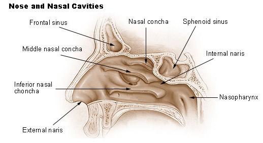 The most complex section of the geometry is nasal concha or turbinates that occupy most of the cavity.