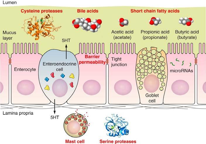 Host-microbe interactions: Serotonin (5-HT) > 90% synthesised in the gut stimulated by microbial metabolites Gut motility, secretion, visceral perception, pain, anxiety Altered