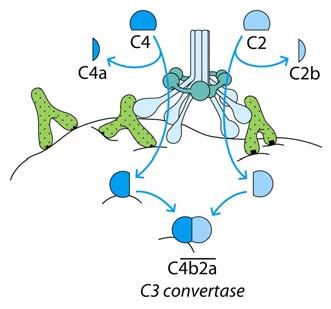 C4b binds to the cell surface