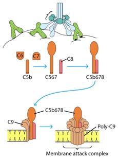 ALTERNATIVE PATHWAY - C3 in serum undergoes