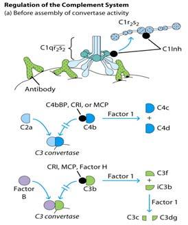 II. DAF (Decay Accelerating Factor) Classical, Alternative & Lectin Accelerates dissociation of C3 convertase