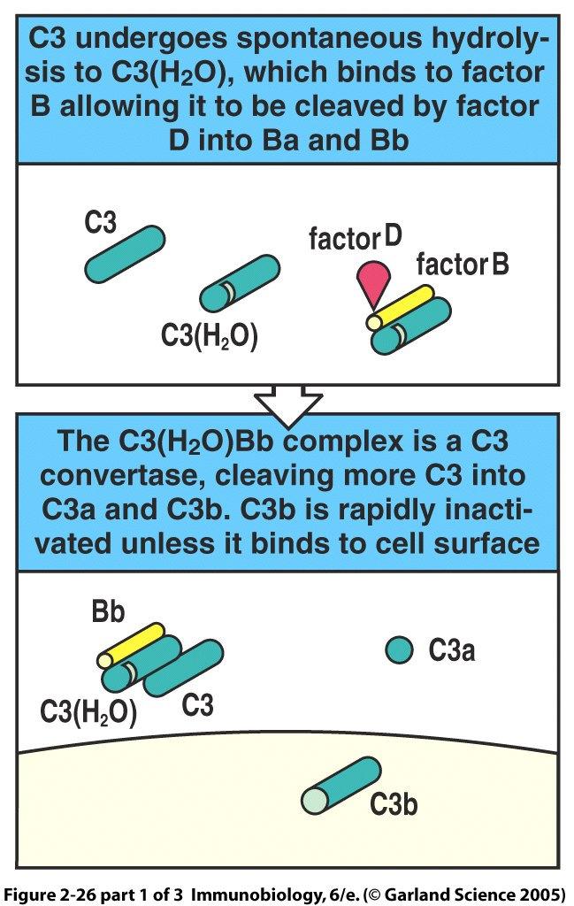 - C3b has a short half life, unless it Figure binds to a cell 2-26 part 1 of 3 surface - Mammalian cells have high sialic acid content Leads to inactivation - Bacteria, fungi cell