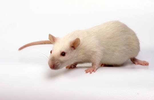 SCF IMPROVED BONE STRENGTH IN GROWING RATS Bone Parameter