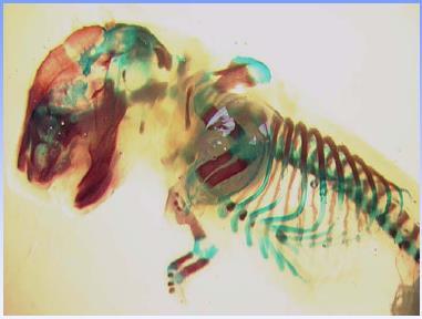 Illustration on skeletal investigations Rat fetus