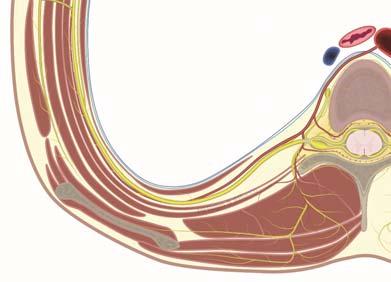 Intercostal nerve Posterior cutaneous