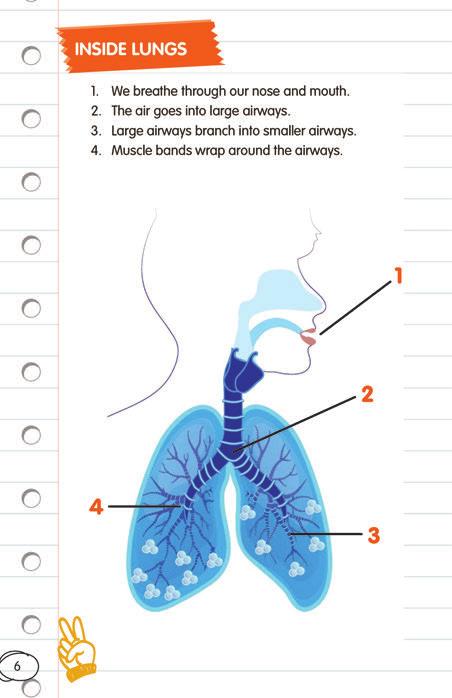 As you say the words for how the air moves through the lungs (1), point out