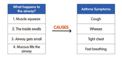 Booklet Say all of the words in each table (2 and 4) 1 Asthma airways
