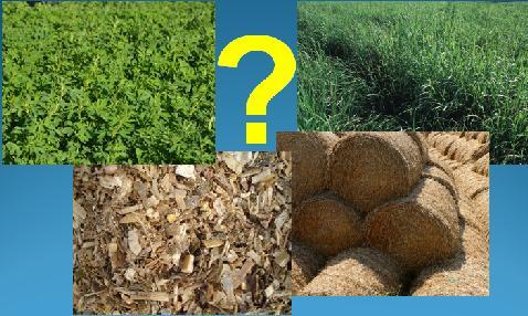 Which Is High Quality Forage?