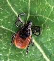 Wappingers Central School District Lyme Disease & Tick Awareness Lyme Disease Updated: October 2011 What is Lyme disease?