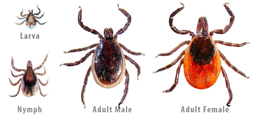 Which of the above tick stages do expect are the usual transmitters of Lyme disease? Why? Nymphs are the usual transmitters of Lyme because they are so small and are often not noticed right away.