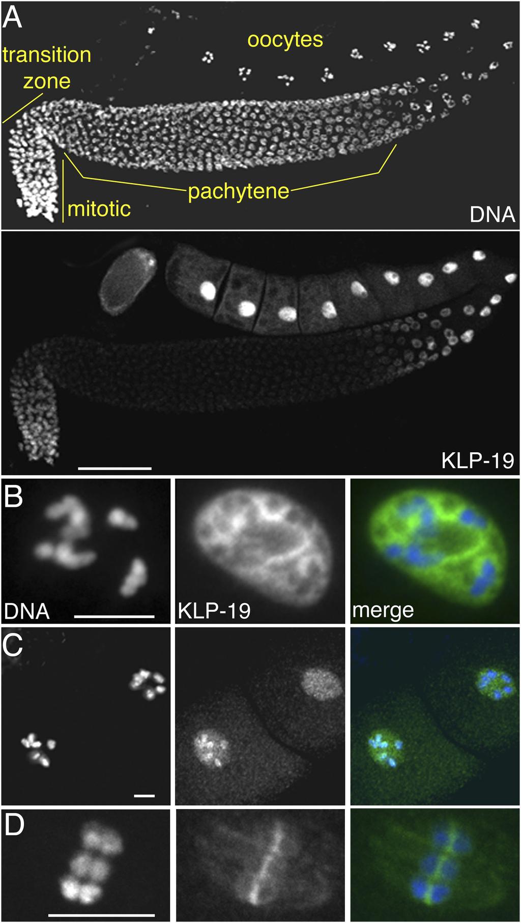 Polar ejection force in C. elegans Powers et al. 993 Figure 1. KLP-19 localization in the germline. (A) Hermaphrodite gonad arm, showing DNA (top) and anti KLP-19 staining (bottom).