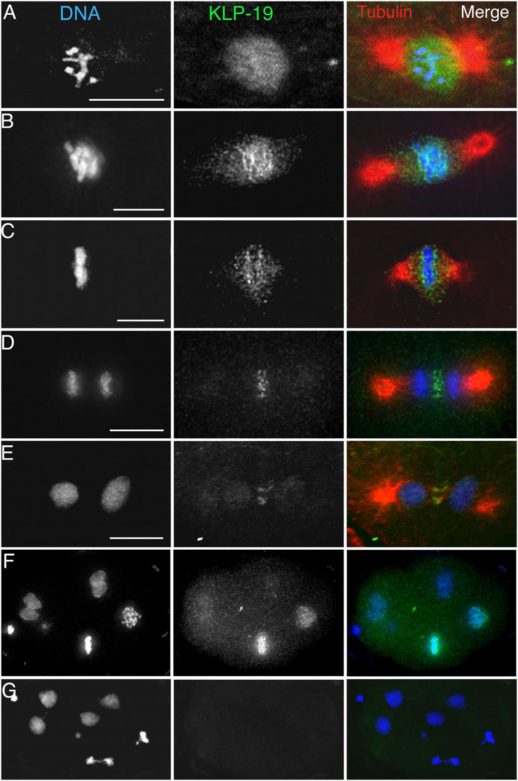 994 The Journal of Cell Biology Volume 166, Number 7, 2004 Figure 2. KLP-19 localization during mitosis in early embryonic blastomeres.