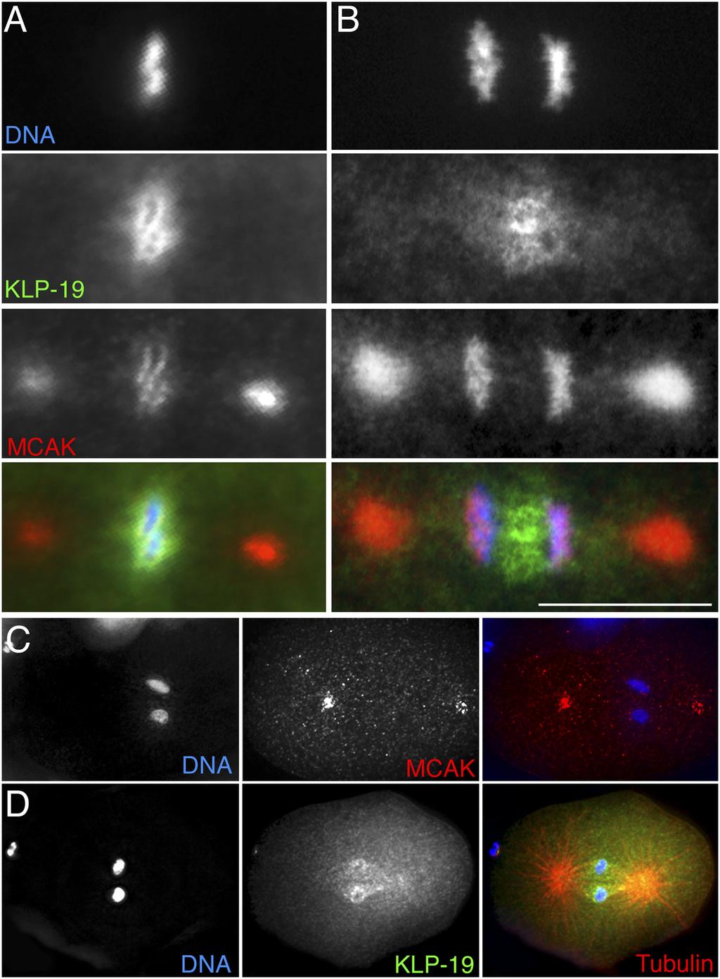 KLP-19 in the nucleoplasm (A) became concentrated along the edges of chromosomes during prometaphase and metaphase (B and C) and in the spindle interzone during anaphase and telophase (D and E).