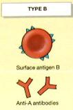 Group A l Approximately 40% of the population is group A. l No B antigens present.