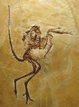 Q2.The photograph shows a fossil of a prehistoric bird called Archaeopteryx. By Ghedoghedo (own work) [CC-BY-SA-3.0 (http://creativecommons.org/licenses/by-sa-3.0) or GFDL (http://www.gnu.