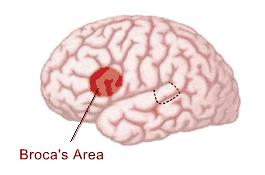 Cerebral Motor Activity Broca s area Anterior to the inferior region of the premotor area Present in one