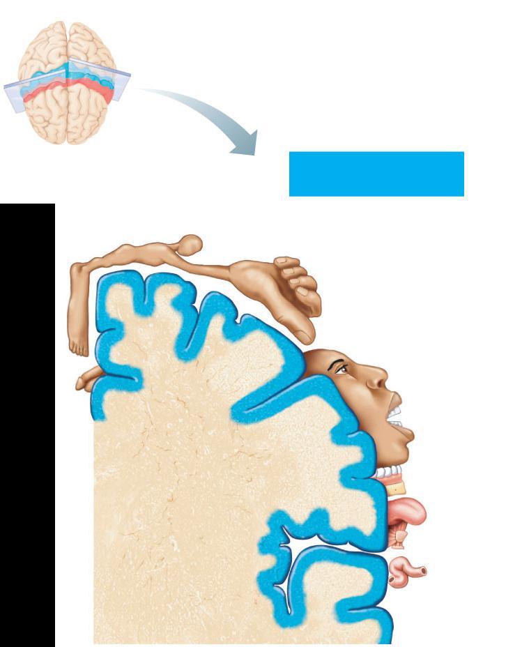 Posterior Anterior Sensory Sensory map in postcentral gyrus Genitals Primary somatosensory