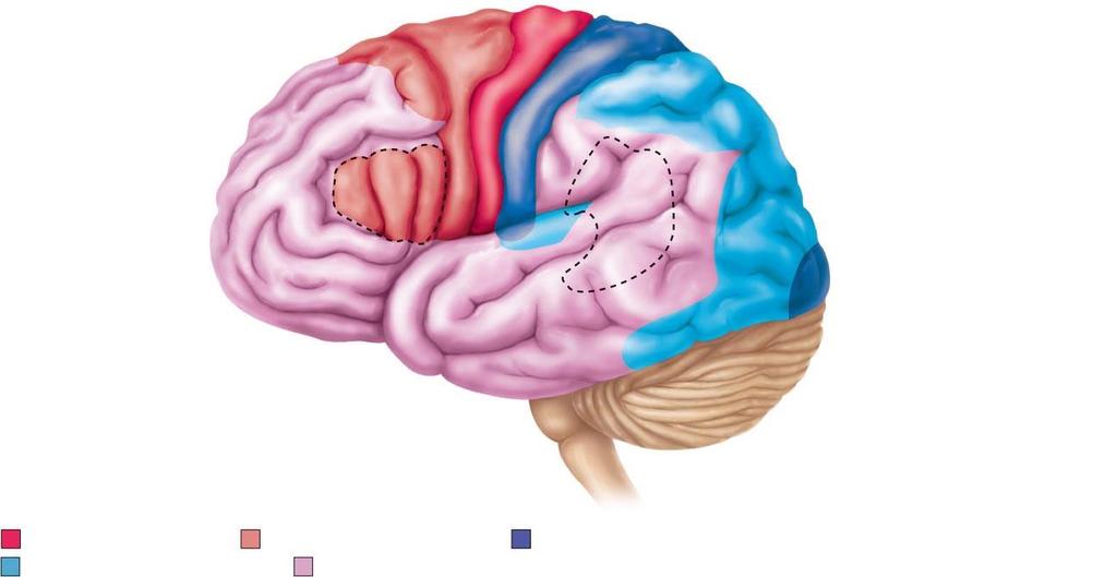 Cerebral Association Activity Motor areas Primary motor cortex Premotor cortex Frontal eye field Broca s area (outlined by dashes) Prefrontal cortex Working memory for spatial tasks Executive area