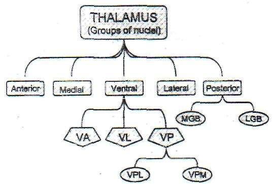 ANATOMICAL DIVISIONS OF THE THALAMUS In