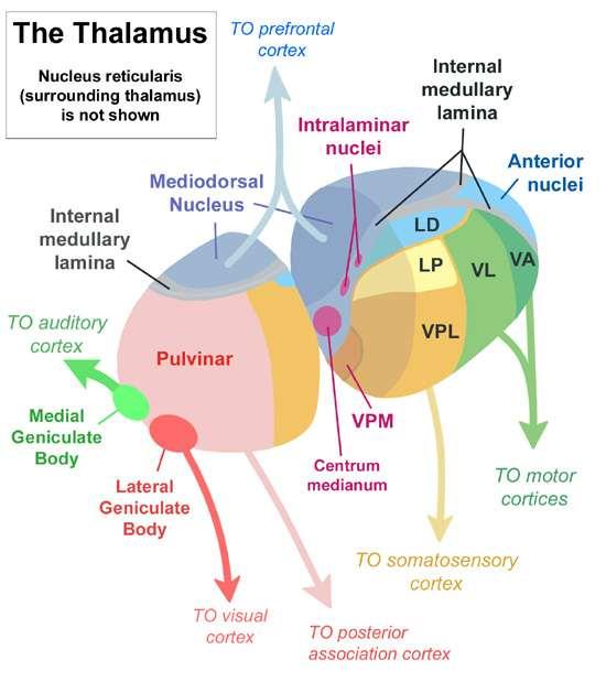 [IV] Motor nuclei: The most important of these is the ventrolateral nucleus VL AFFERENT CONNECTIONS: