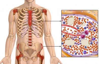 Sites for bone marrow