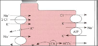 Cl - Transport - Thick Ascending Limb (TAL) Fig 4-8 Lumen 2Cl - 1 2 Cl - 1. /K + /2Cl - (NKCC2) Cl- moves down conc gradient electroneutral transcellular ONLY 2.