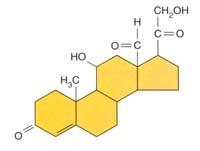 Hormonal Control Aldosterone (AngII, SNS (NE), AVP, ANP, Prostaglandins, Bradykinin, Dopamine) Aldosterone