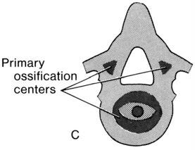 Centres of ossification 3 primary centres in body and each neural arch.