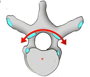 Joints of vertebral arches Orientation of facet surfaces dictates direction of movement: