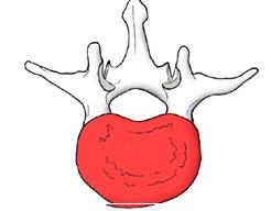 Typical lumbar vertebra
