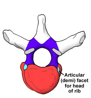 Typical thoracic vertebra foraminae for