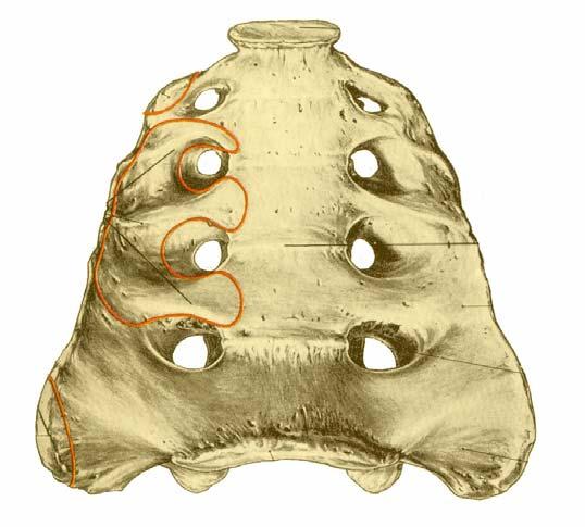 Intervertebral Foramina for sacral spinal nerves Medial Crest = fused spinous