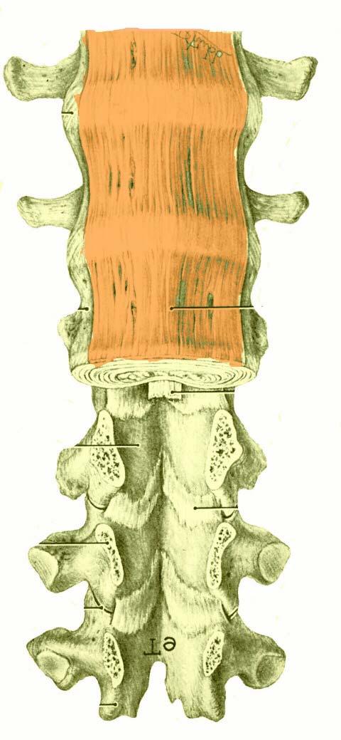 C. LIGAMENTS Adjacent vertebrae held tightly together (protect spinal cord) 1.