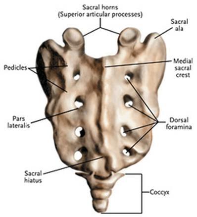 d. Sacrum 5 fused vertebrae Attach to hip bones e. Coccyx 3 small fused vertebrae tailbone C.