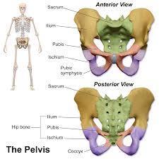 B. Inferior A.S. 1. Pelvic Girdle (Hip) Pelvis made of 3 bones: Ilium, Ischium, Pubis Male v.