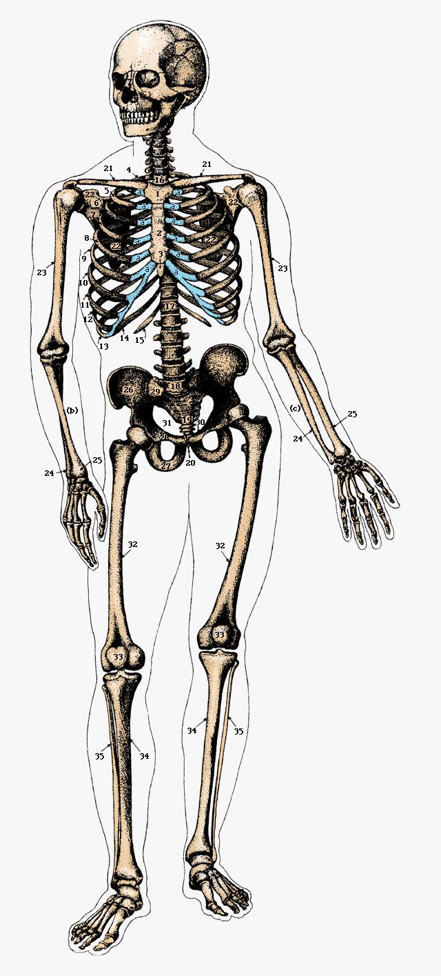 The Skeletal System I. System includes 4 basic parts: A. Bones (206 of em) B. Joints C. Cartilages D. Ligaments II. Bones have 5 basic functions: A. Support B.