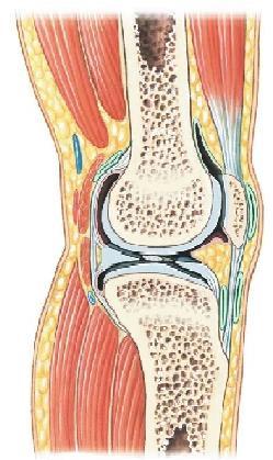 Moveable -mainly in appendicular skeleton -elbows, ankles, knees, fingers, etc. C. Most freely moveable joints are synovial. 1.