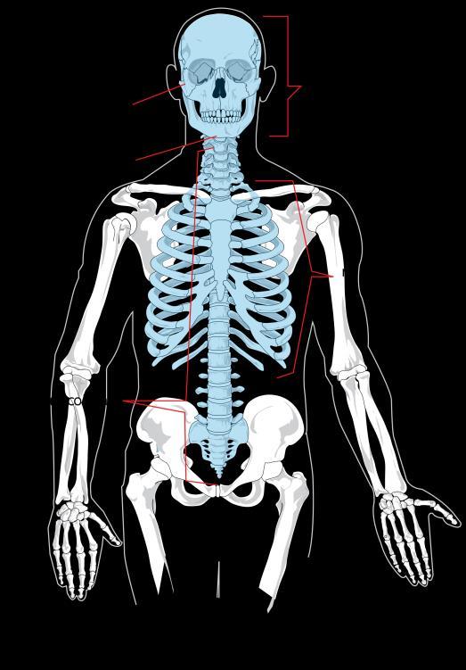 V. The skeleton is divided into two parts: A. Axial Skeleton 1.