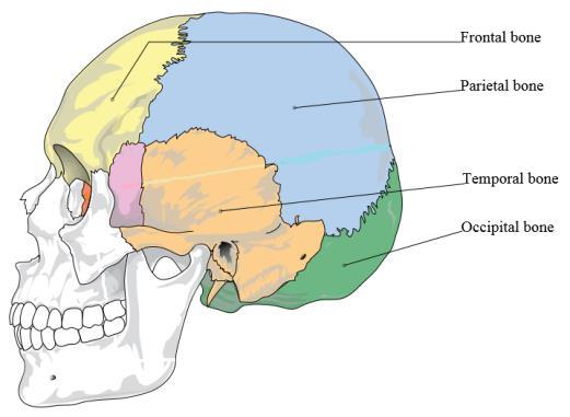 VI. The Axial Skeleton (skull, spine, ribs) A. Skull 1. Formed by two sets of bones: cranium & facial 2. Cranium large, flat bones that enclose and protect brain.