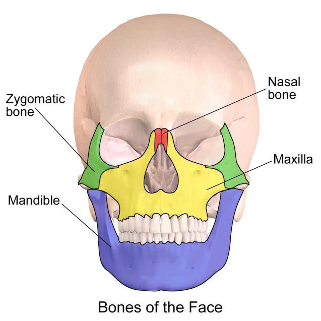 3. Facial Bones Maxilla top jaw Zygomatic bone