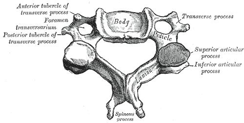 2. Anatomy of a Vertebrae: 3.