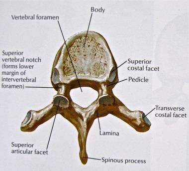 Cervical Vertebrae 7 most superior vertebrae (neck) C1 (atlas)