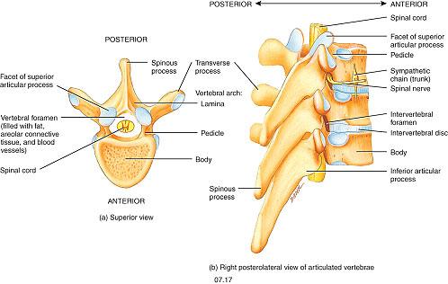 Vertebral Bony Landmarks While there are differences between the vertebrae, they do have similar bony landmarks which are important attachment points.