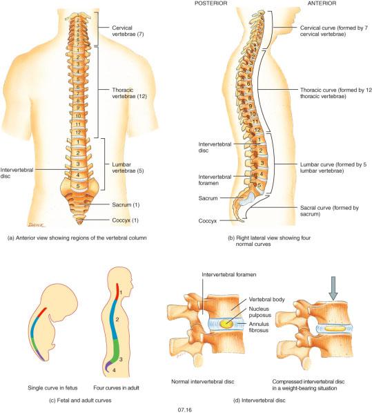 Intervertebral Discs The intervertebral discs are found between the moveable vertebrae of the spine.