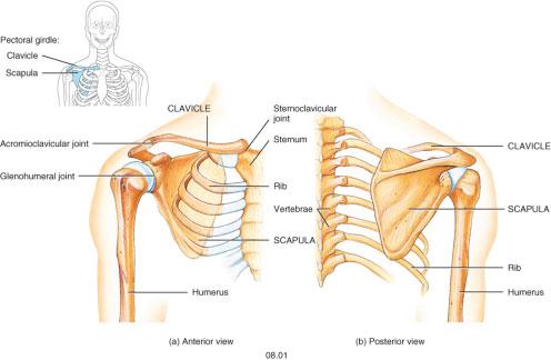 SHOULDER GIRDLE The body has two shoulder girdles that attach the bones of the upper limb to the axial skeleton. Each of the shoulder girdles consists of a clavicle and a scapula.