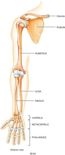 UPPER LIMB Each upper limb has 30 bones in three locations: Humerus in the upper arm = 1 The ulna and radius in the forearm = 2 The 8 carpals in the wrist, the 5 metacarpals in the palm and the 14